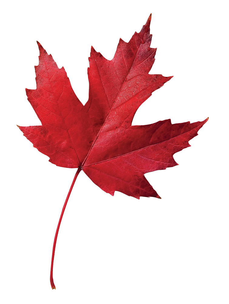 Thank You Our 31st Annual Dinner And Auction Was A - Fall Leaves Red Maple (754x1000)