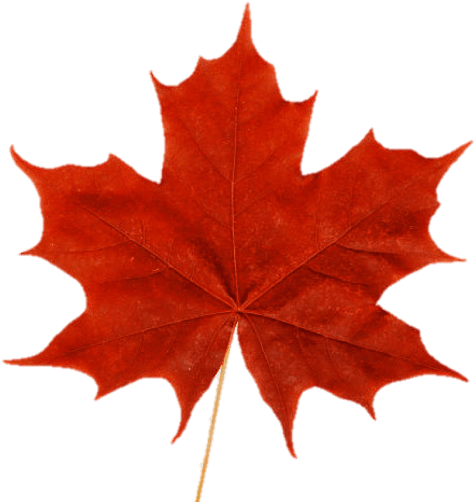 Cropped Maple Leaf - Red Maple Leaf Png (512x512)