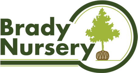 Brady Nursery - Damned So Who's Paranoid (540x260)