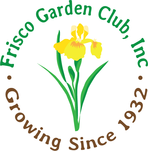 Lady Tulip (572x584)