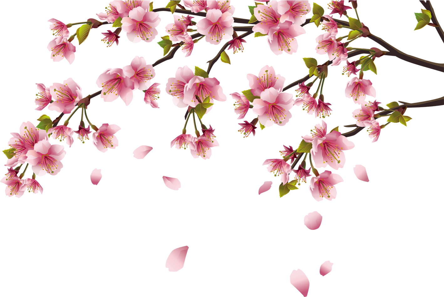Cherry Blossom Peach Blossom - 5 Star Super Deals 4036685 Large Window Bird Feeder (1417x1417)