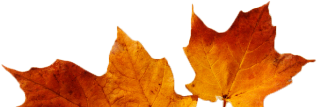 Cropped Cropped Leaves - Maple Leaf (960x219)