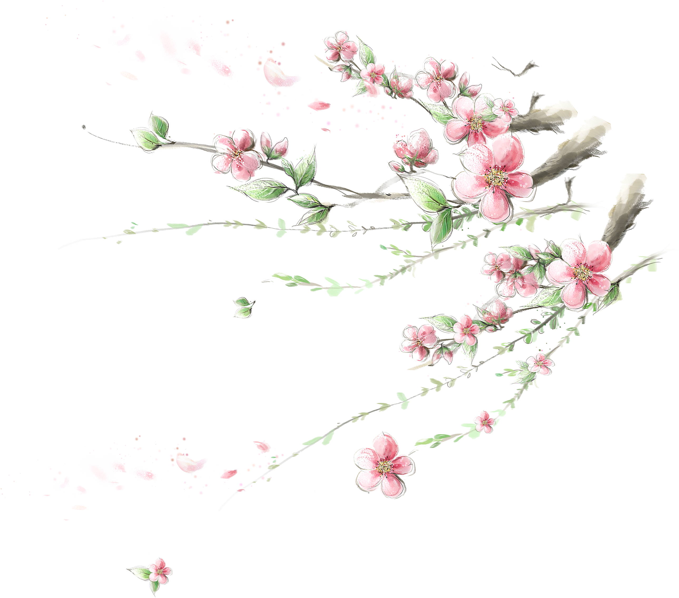 Flower Cherry Blossom Apple Wallpaper - Cherry Blossom Wallpaper Png (2577x2269)