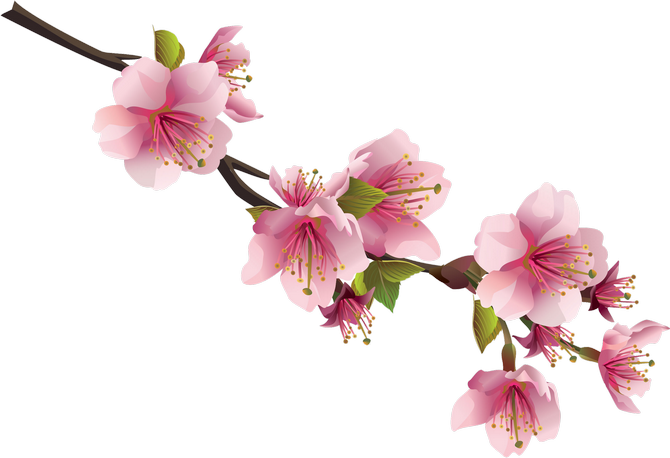 Cherry Blossom Flower Clip Art - Japanese Cherry Blossom (670x458)