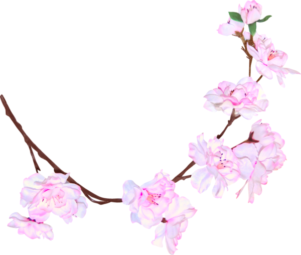 Spring Blossom - Cherry Blossom (600x508)