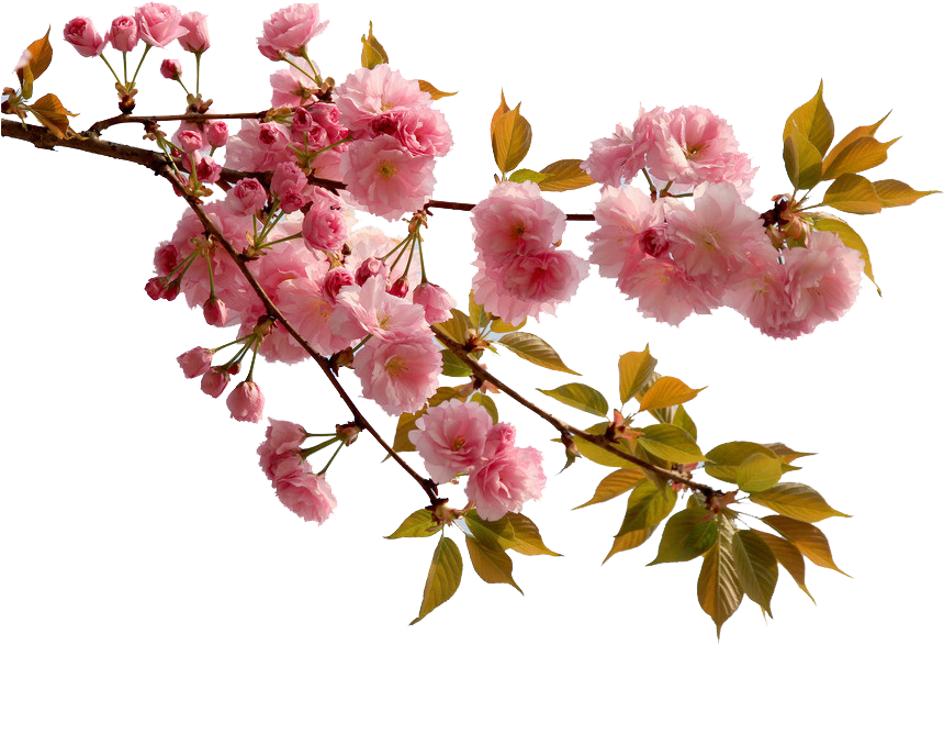 China Cherry Blossom Flower Peach - Chinese Cherry Blossom Flower (1024x738)