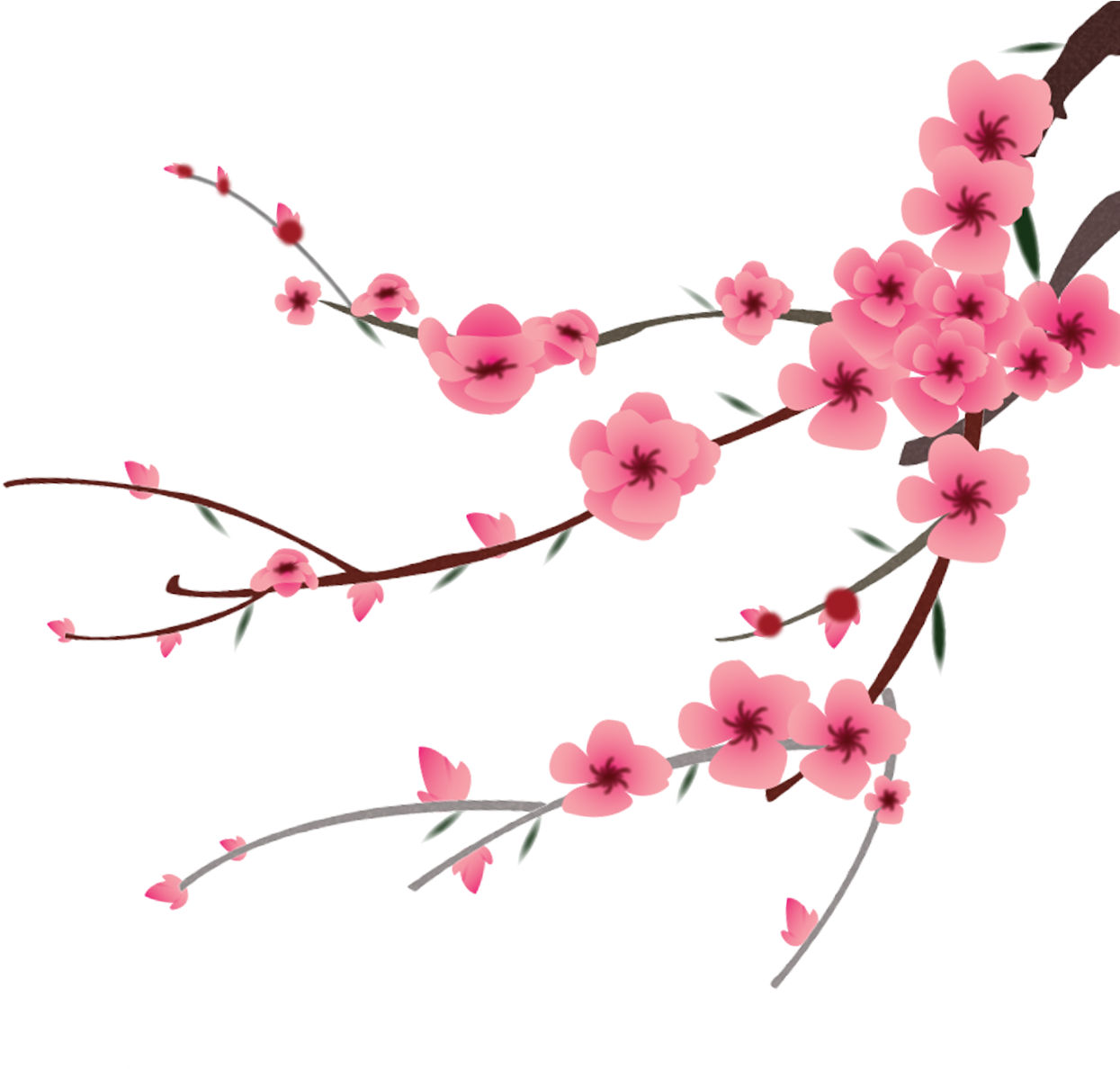 Petal Peach Blossom Flower - Transparent Peach Cherry Blossom (1701x1516)