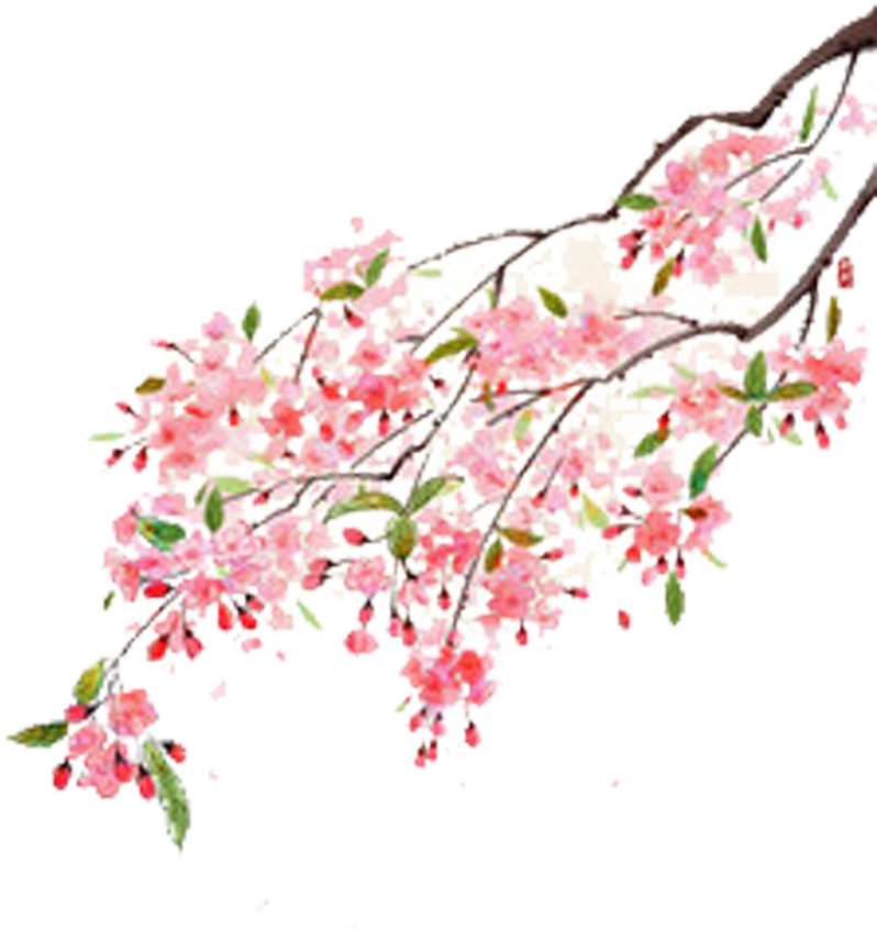 Flower Moutan Peony Illustration - Cherry Blossom (800x1132)
