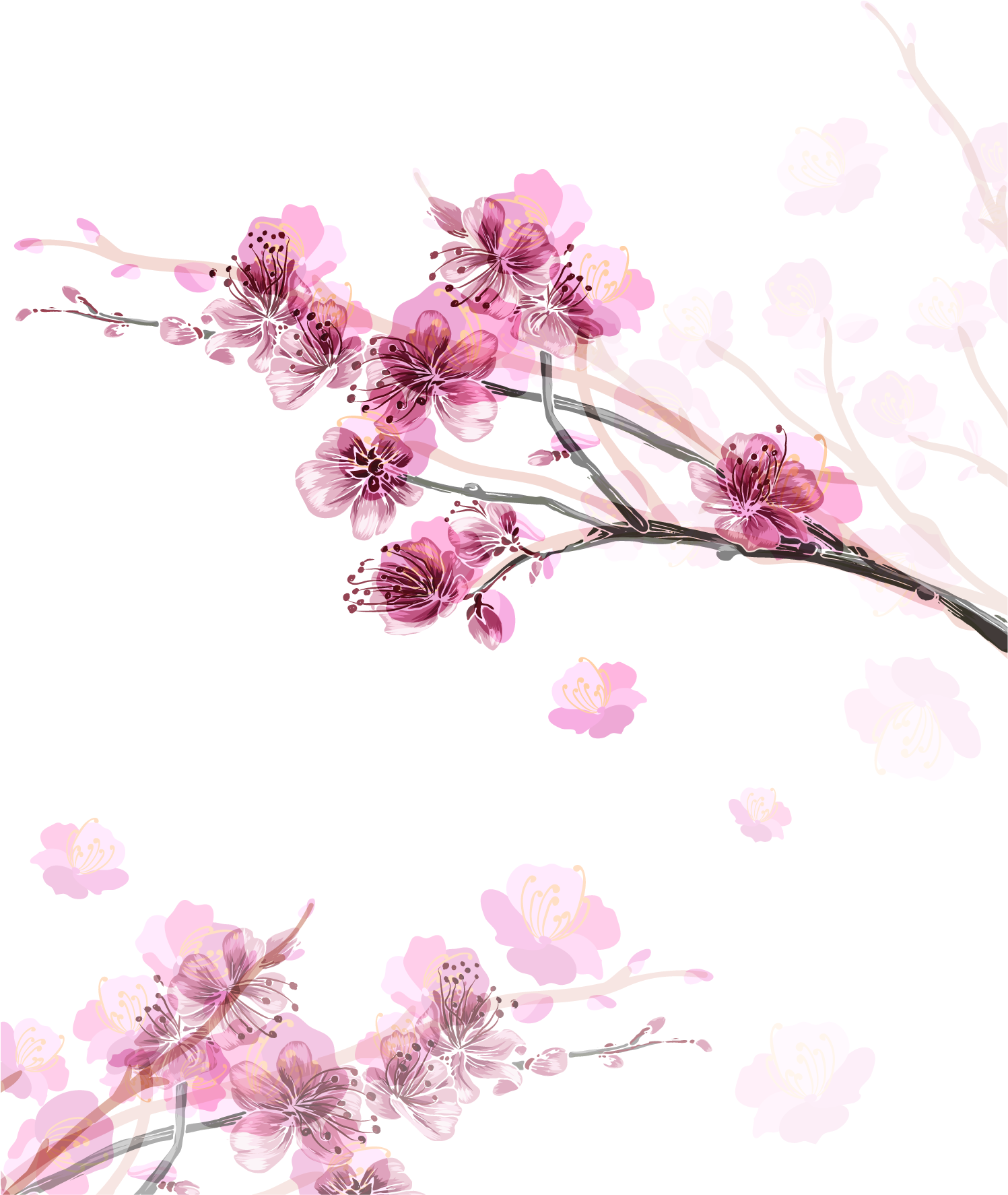 Paper Cherry Blossom Flower - Cherry Blossom Transparent Paper (1500x1836)