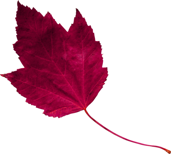 Red Leaf 1 - Maple Leaf (553x497)