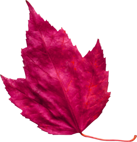 Red Leaf 3 - Pink Autumn Leaf Png (467x482)
