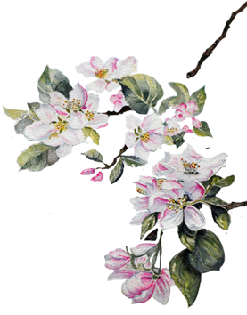 Cherry Blossom Watercolor Painting Happy Family Art - White Flower Painting Png (307x413)