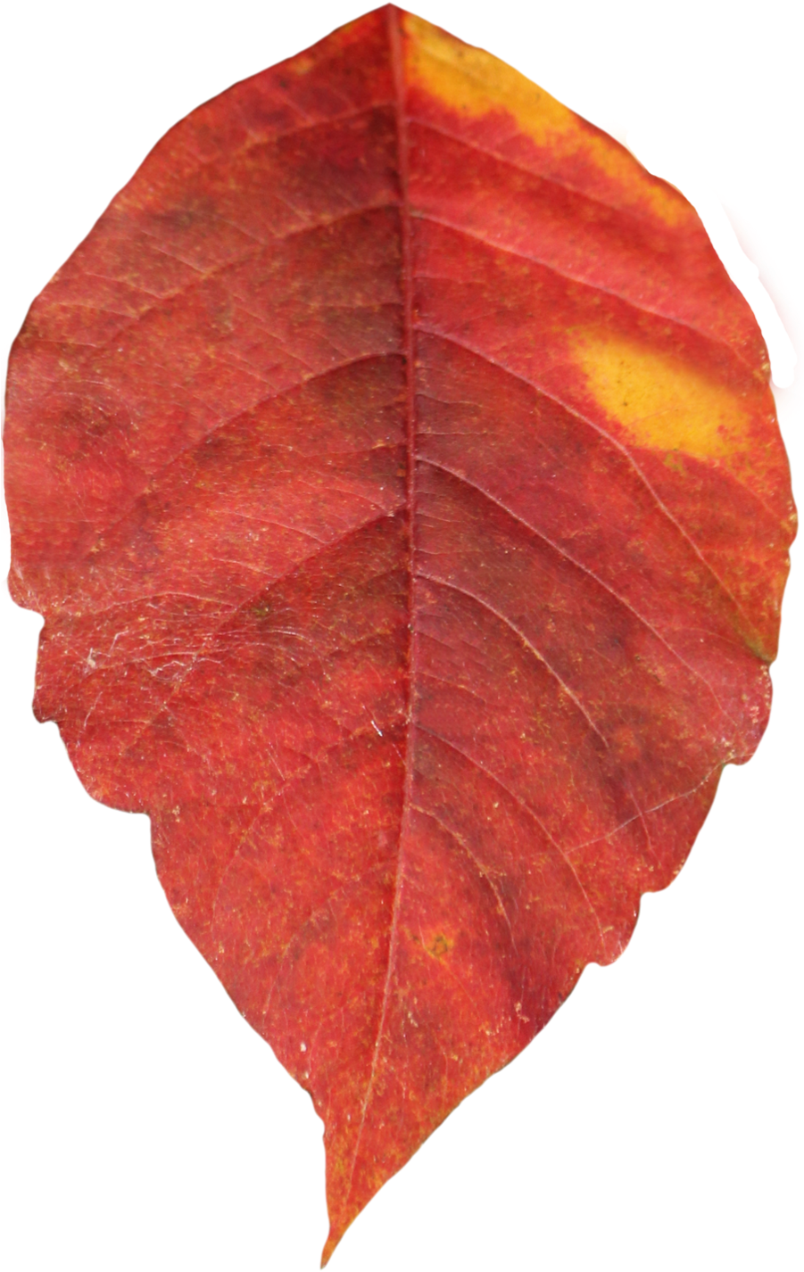 Attibution Is Required- In Order To Use A This Photo - Red Leaf Clear Background (900x1435)