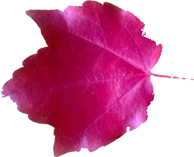 Leaf Leaf - Maple Leaf (639x527)
