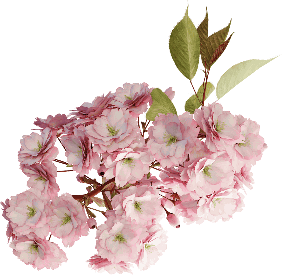 Japanese Cherry - Flowering Plant (1024x1024)