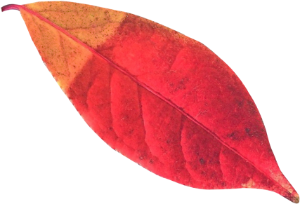 Autumn Leaf Png Transparent Image - Png Leaf Autumn (500x394)