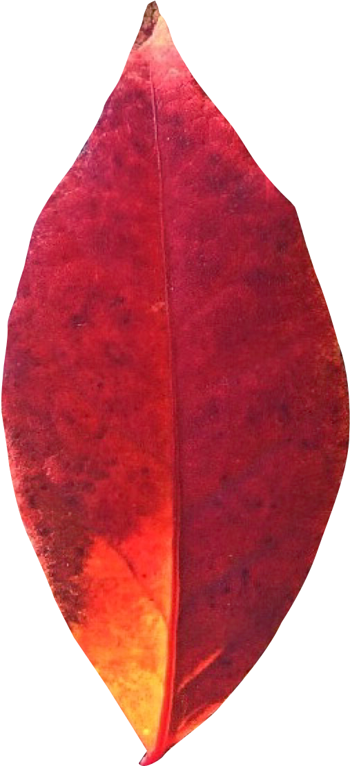Autumn Leaf Png Transparent Image - Portable Network Graphics (838x1288)