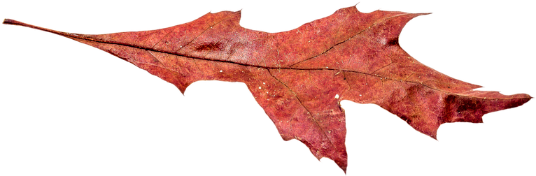 Autumn, Leaves, Leaf, Png, Transparent, Fall Color - Autumn (960x640)