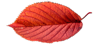 Autumn, Leaves, Leaf, Png - Big Real Autumn Leaves Transparent (510x340)