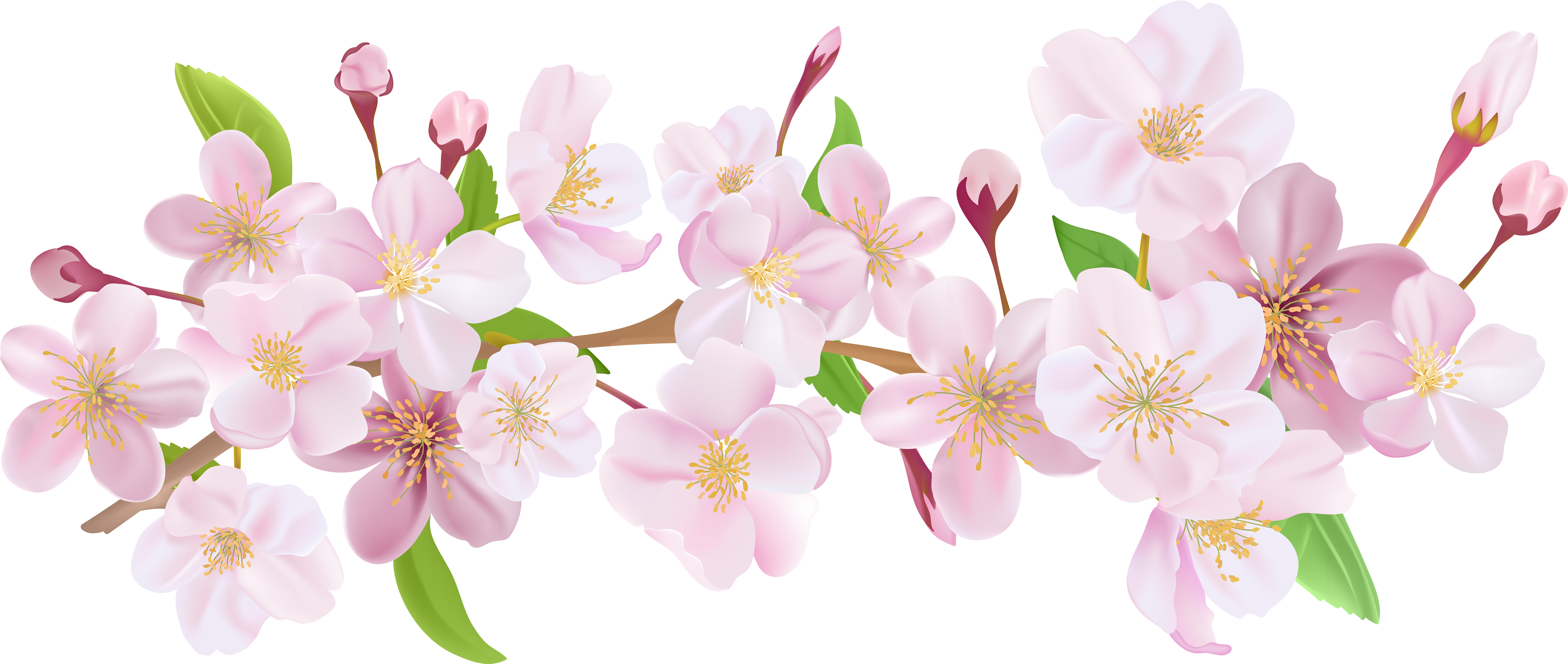 Cherry Blossom Spring Branch Png Clip Art - Png Blossom Branches (8000x3383)
