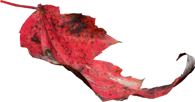 Red Leaf Png 02 By Thy Darkest Hour - Leaf Red Png (667x350)