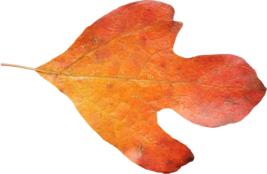 Sasafrass Leaf Png 01 By Thy Darkest Hour - Adobe Photoshop (900x587)
