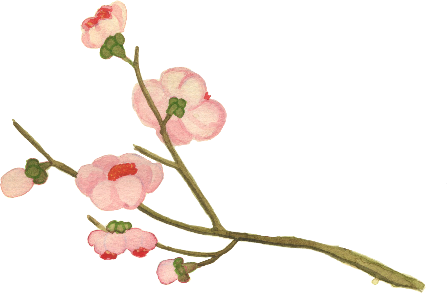 This Is Our Story - Garden Roses (1812x1260)
