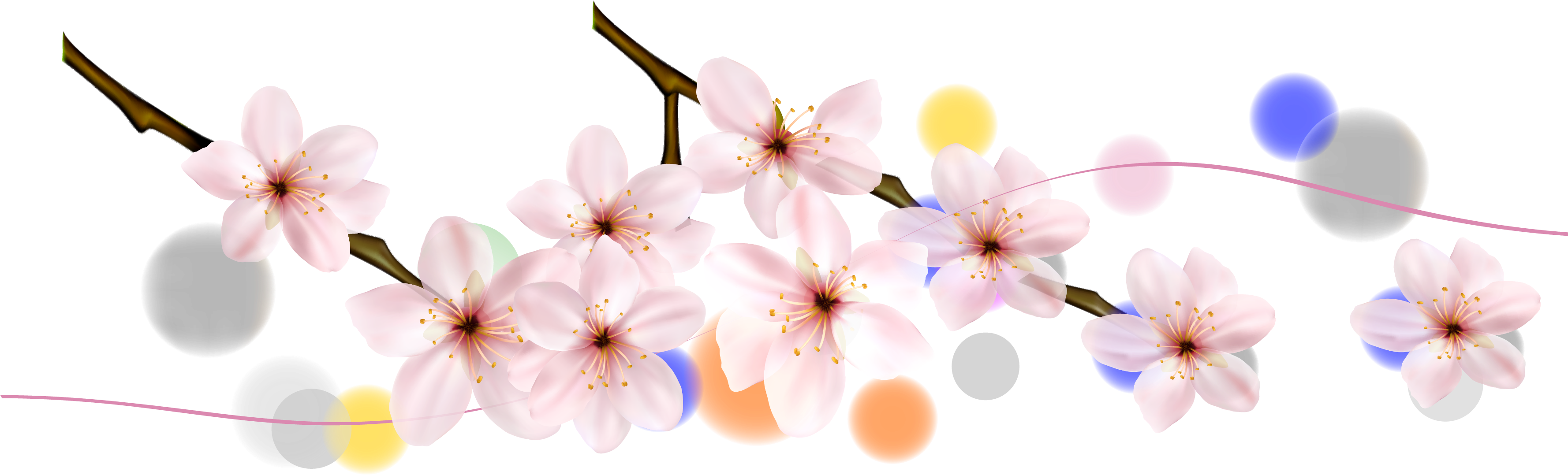 Cherry Blossom Petal Flower - Cherry Blossom (3555x2465)