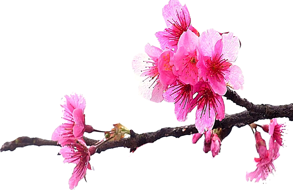 Flower Seasons - Alishan National Scenic Area (605x393)