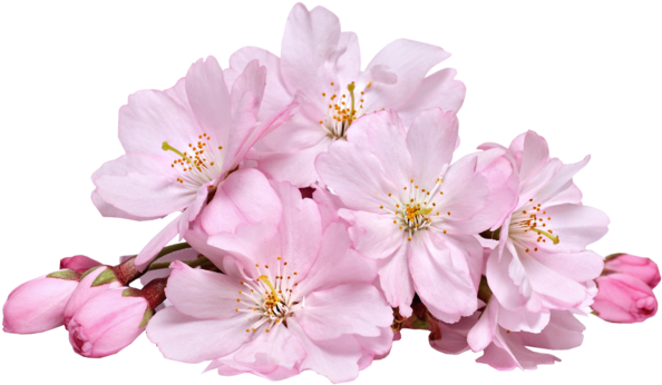 Cherry Blossom Has A Good Shrink Pores And Balance - Cherry Blossom Sakura Png (658x658)
