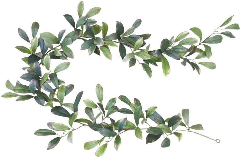 Leaf Bay Laurel Garland Tree Cut Flowers - Bay Leaf (800x600)