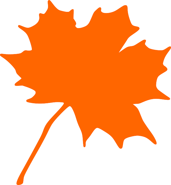 Maple, Autumn, Leaf, Fall, Canada - Maple Leaf Clip Art (591x640)