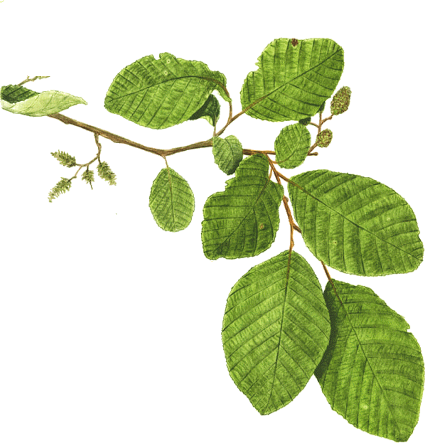 Mentha Spicata Rama De Árbol De Aliso De La Planta - Mint (1500x1500)