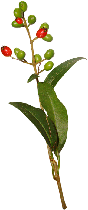 Ramita De Hojas De La Rama De La Yema De La Planta - Yellow Lady's Slipper (418x800)