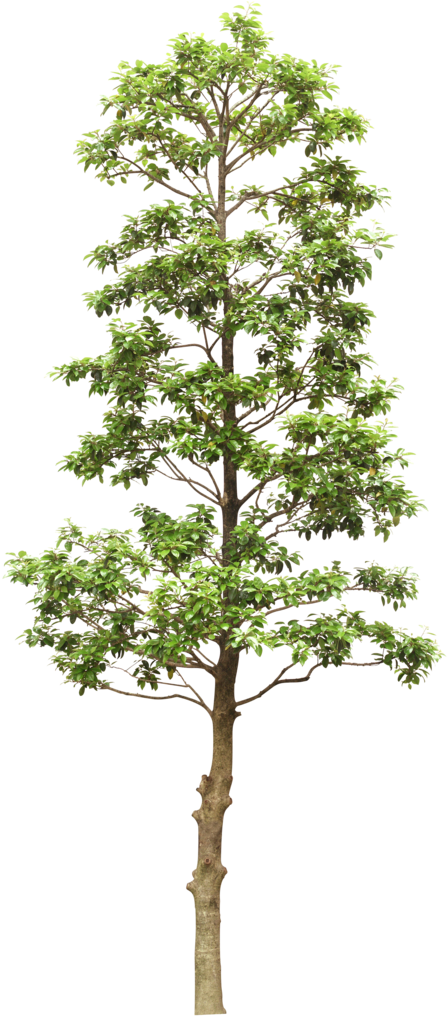 Fuera Rama De Árbol - Tree Drawing (463x1024)