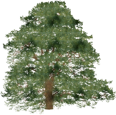 Árbol De Abeto De La Rama De Arbusto - American Holly (500x500)