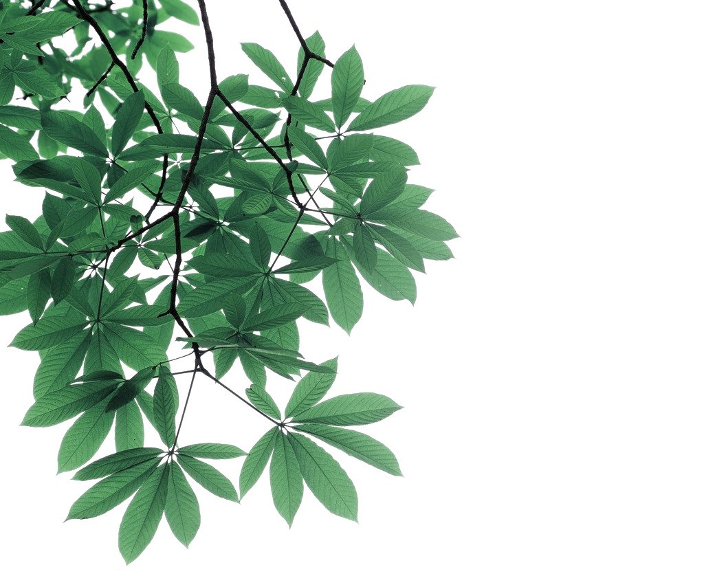 La Hoja De La Rama De La Fotografía Árbol - Balanced Guru - Razzle Dazzle Hair Oil - 1 Oz. (1024x854)