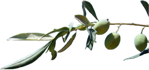 Los Árboles De La Ribera De Rio Mundo, Chopos, Olmos - Sjaloom Voor Al Wat Leeft (529x397)