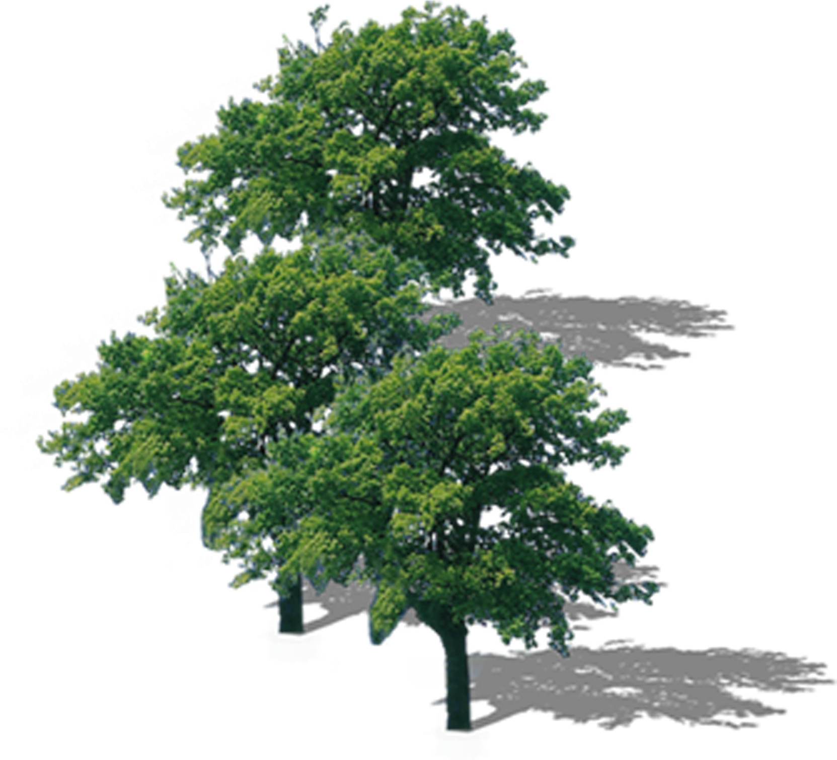 La Rama Superior Del Árbol De Descarga - Png Format Trees Top View Png (3000x3000)