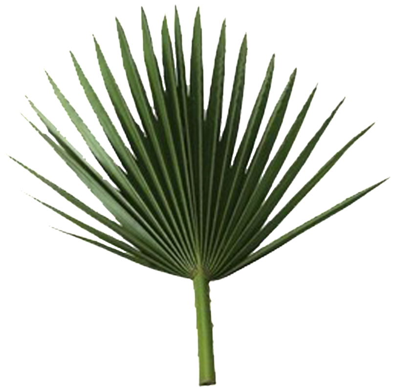Sabal Palm Arecaceae Rama De Palmera De Hoja De Fronda - Palm Leaf Free Png (1000x1000)