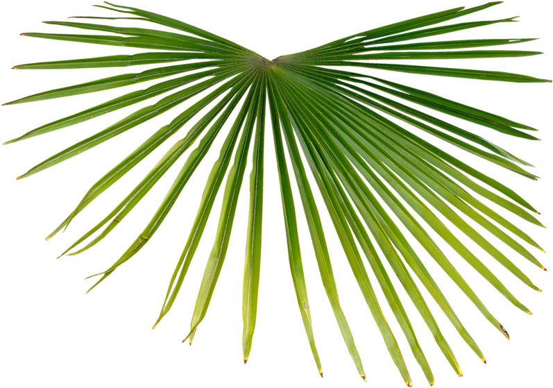 Asiático Palmira Palma Rama De Palma Trópicos Arecaceae - Тропики Пнг (800x565)
