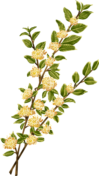 Flower Watercolor Painting Plant Stem - Camellia Sasanqua (600x600)