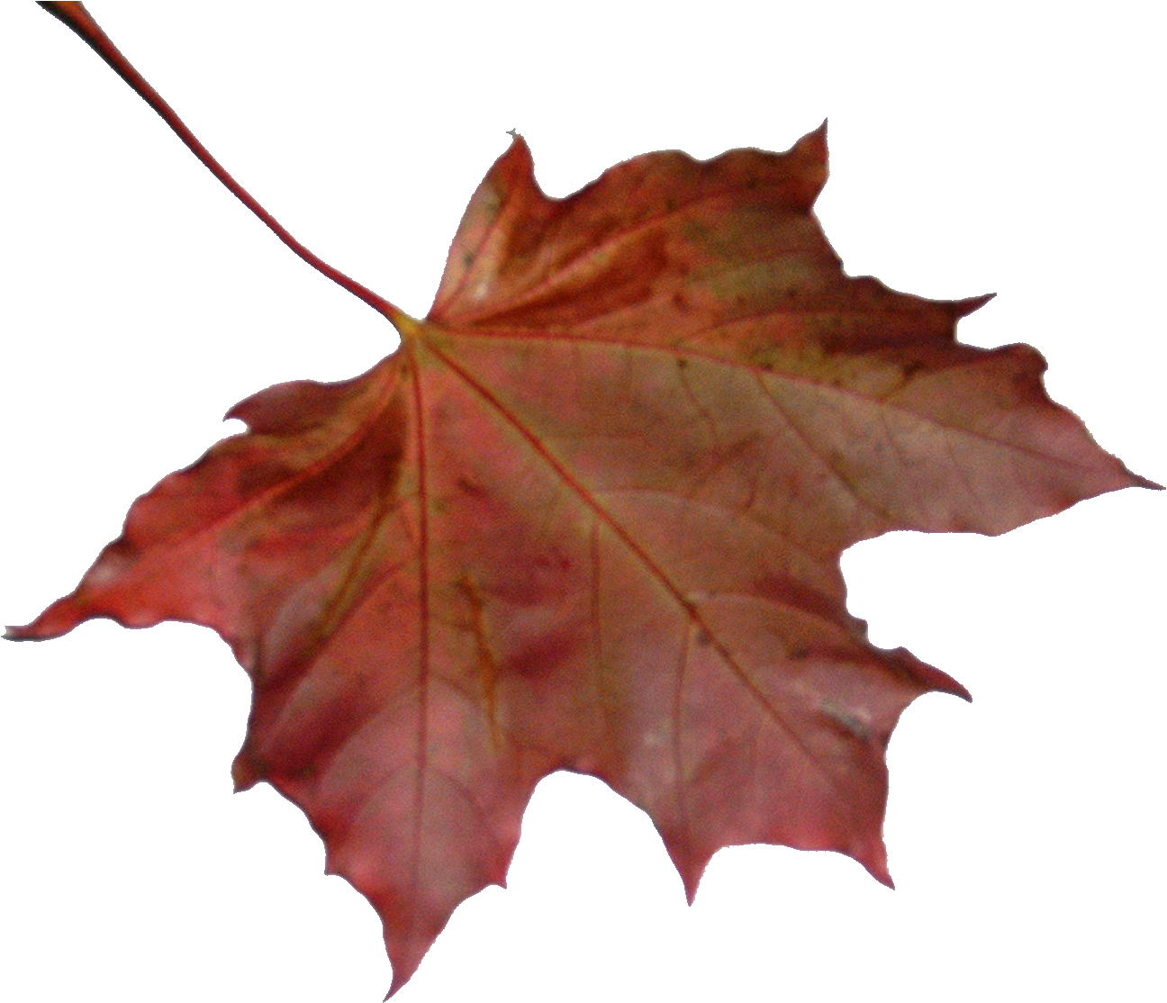 Maple Leaf (1350x1150)
