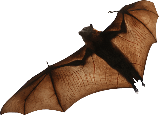 Real Bat Png (619x449)