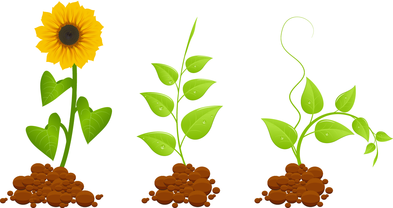 Plant Euclidean Vector Clip Art - Cuidados Para Un Germinador (1305x692)