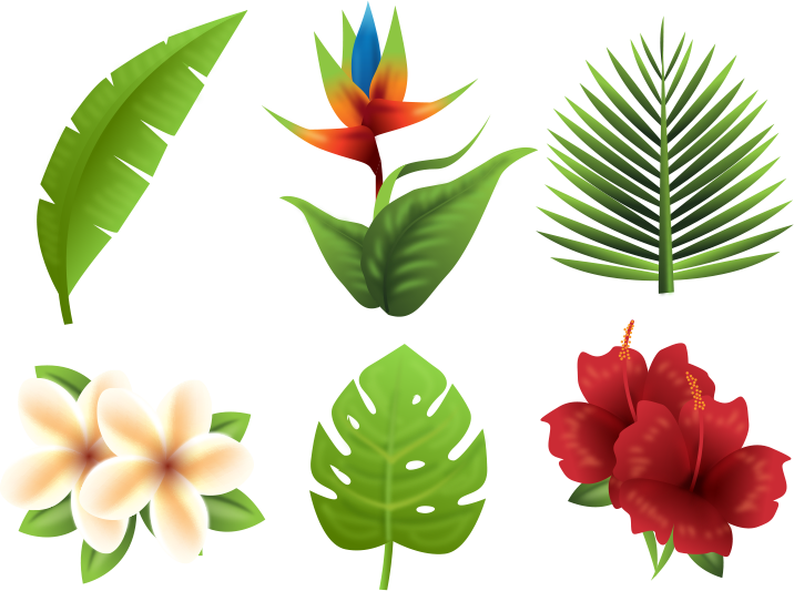 Tropics Euclidean Vector Flower - Vector Tropical Plants Png (716x533)