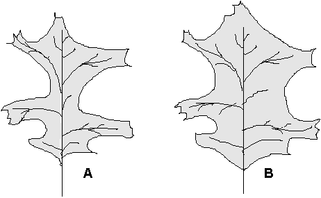 Change In Leaf Shape Associated With The Position In - Tree (462x285)