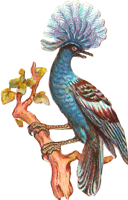 Free Bird Clip Art - Clip Art (654x838)