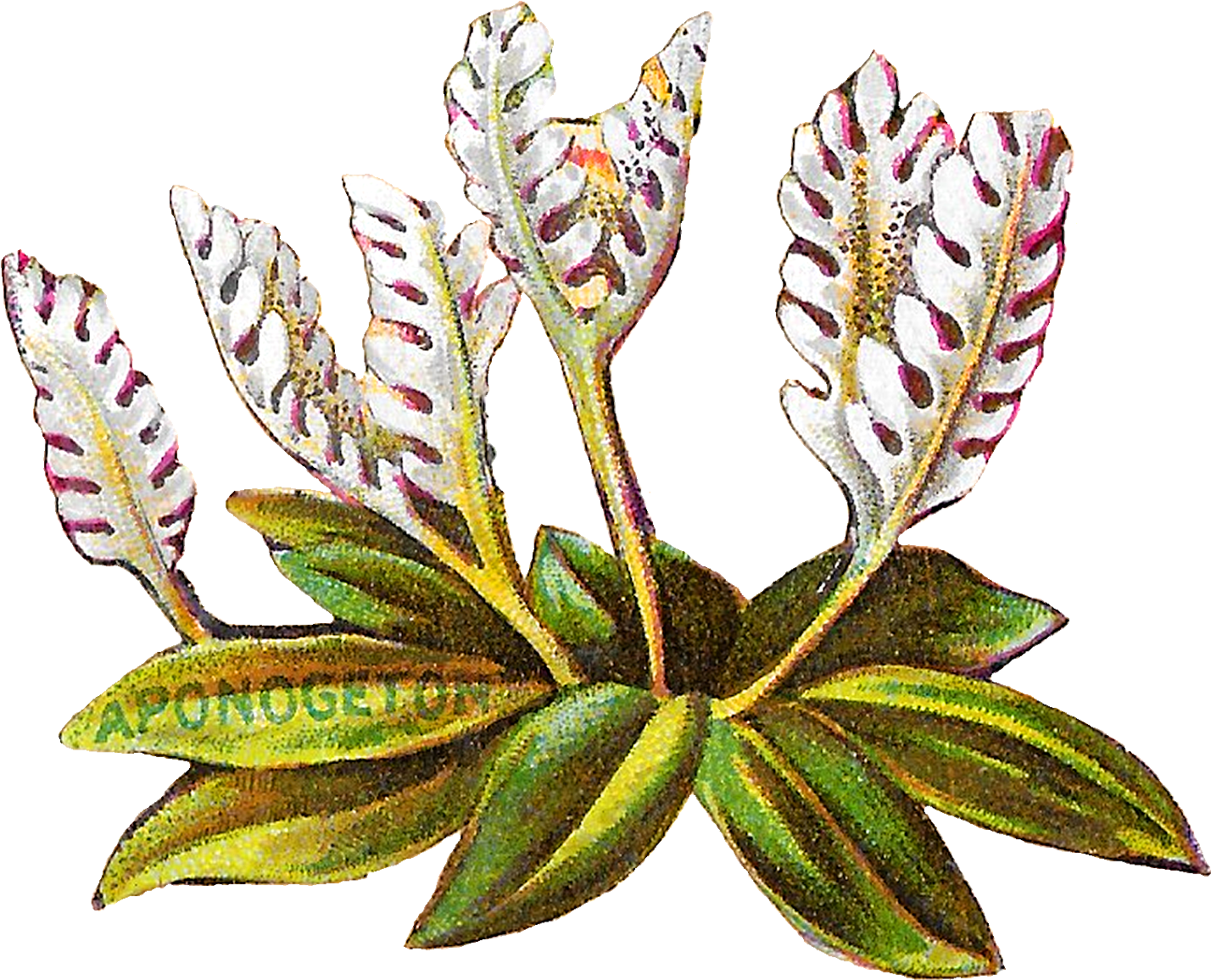 Floral Flower Botanical Art Clipart Digital Download - Illustration (1600x1268)