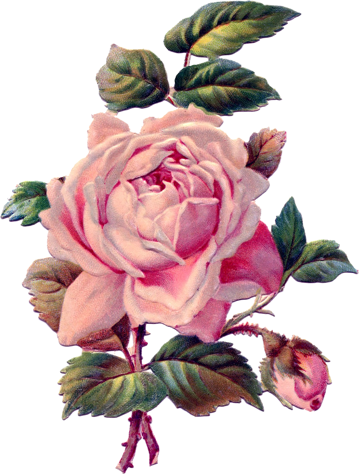 Rose Pink Antique Drawing Clip Art - Vintage Pink Rose (1228x1600)